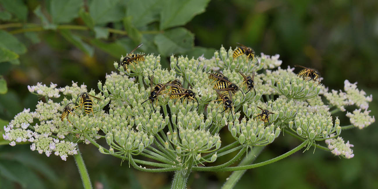 Vespula vulgaris? No, Dolichovespula sylvestris